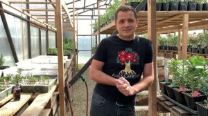 Осенне-зимнее содержание адениумов