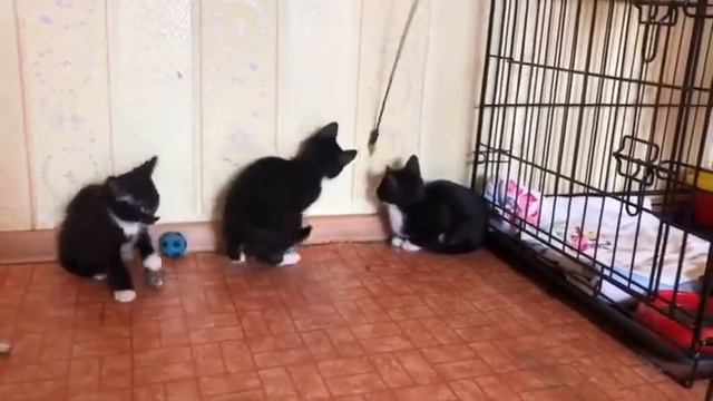 Очень ласковый мальчик Джерри 2 мес нашел свой дом и маму смотреть онлайн