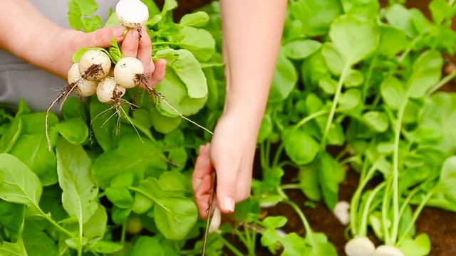 Очень вкусный Редис Белый Жемчуг. Редиска от агрофирмы Поиск. Купить семена редиса.