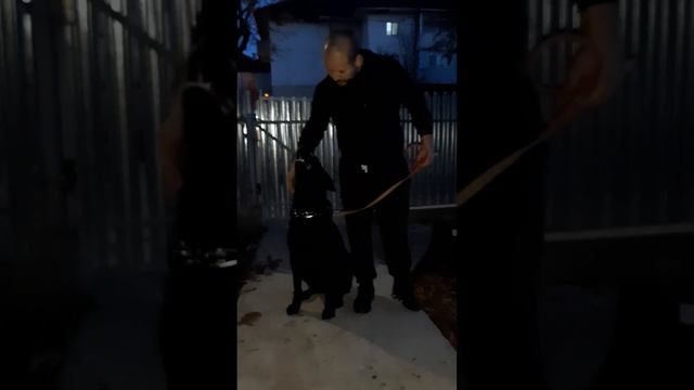 #LUNA O FEMELA FOARTE RECEPTIVA | METIS LABRADOR CU AKITA INU смотреть онлайн