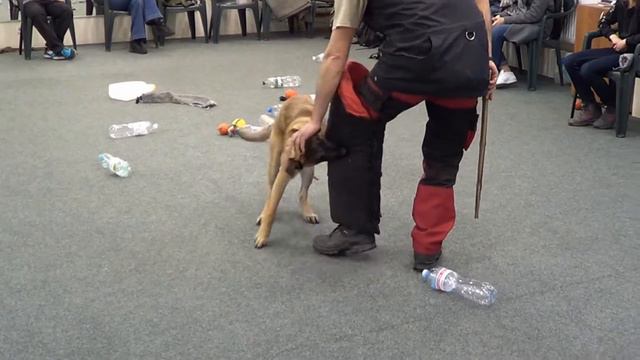 Малинуа Zabavnyy Torin Marinchuk K9, возраст 6 мес, тренировка мондьоринг