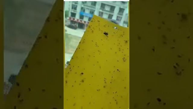 клейкая лента от насекомых