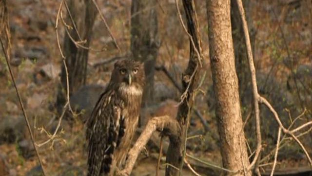 Bernard Bonnier - Véro-la-Toto смотреть онлайн