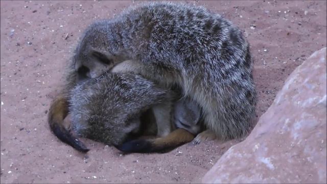 Baby MEERKATs giggling and playing compilation! смотреть онлайн