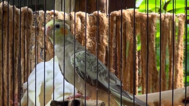 Cockatiel Sounds - Lutino And Pearl From Nono