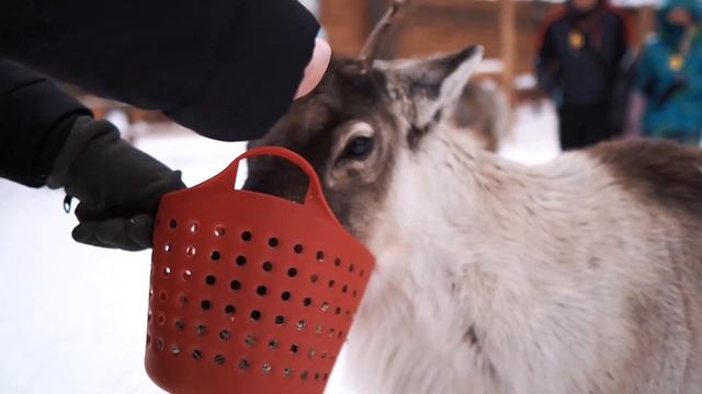 В гости к северным оленям. Катание на упряжке. Кормили животных. Дед мороз и Снегурочка. Новый год. смотреть онлайн