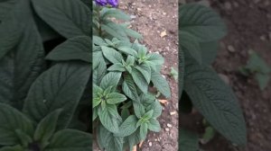Гелиотроп Марина