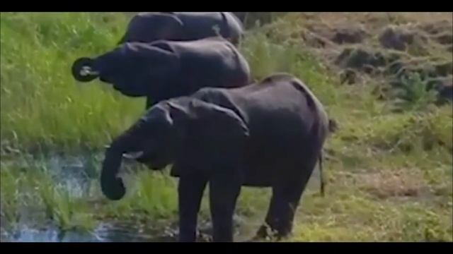 Слон против крокодила! Слониха спасла своего детеныша от смерти. Схватка хищника и жертвы! смотреть онлайн