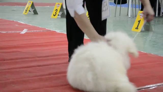 13.10.12 САВЕЛИНА ХРИСОТЕЛЬ САХАРОВ (Саха, 9 мес.) - CW, JCAC смотреть онлайн