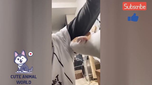 🐈 СМЕШНЫЕ ЖИВОТНЫЕ🐕 / ЛУЧШИЕ ПРИКОЛЫ С КОТАМИ И СОБАКАМИ Выпуск 21 смотреть онлайн