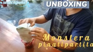 #packingdusmelepes #amankahtanamannya #unboxingmonterapinapartita UNBOXING MONSTERA PINAPARTITA