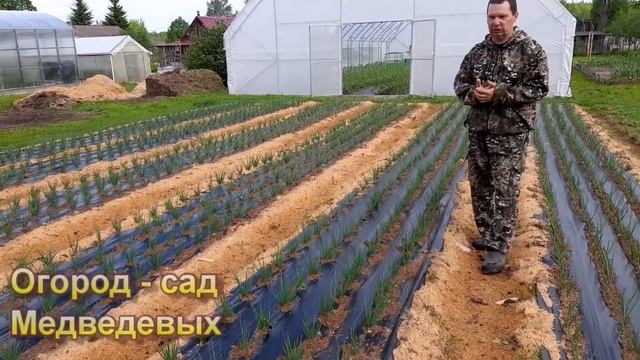 Выращивание лука под арготканью смотреть онлайн