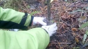 Как защитить дерево от грызунов с помощью пластиковой бутылки.avi