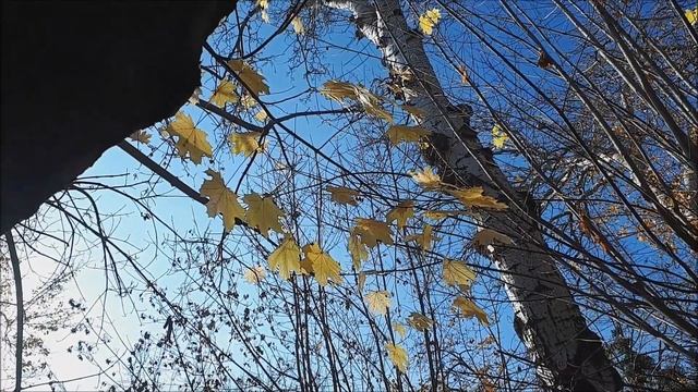 Декабрьский парк "Двореца" , цветы, кактусы, суккуленты. смотреть онлайн