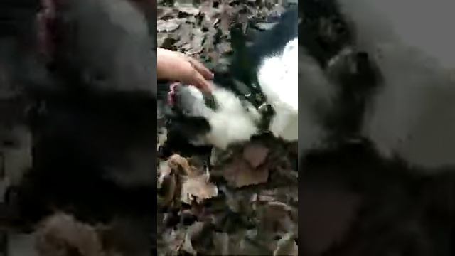 2 Детская группа приюта на выгуле (02.01.2020) Приют "Друг" смотреть онлайн