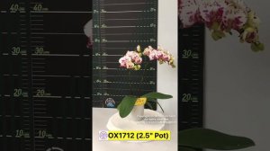 Phal. OX Little Prince 'OX1712'