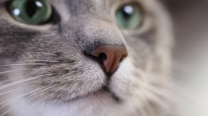 ЛЕЧЕБНОЕ КОШАЧЬЕ МУРЛЫКАНЬЕ ДЛЯ СНА И ДУШЕВНОГО СПОКОЙСТВИЯ Лечебные Звуки