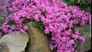 ❀ Лучшие низкорослые цветы для посадки вдоль дорожек