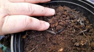 БЕГОНИИ ПОГИБАЮТ ЗИМОЙ какая причина?как спасти растения?