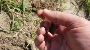 Поиск золота по заказу с Мinelab EQUINOX 800