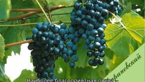 Виноград Мариновский
