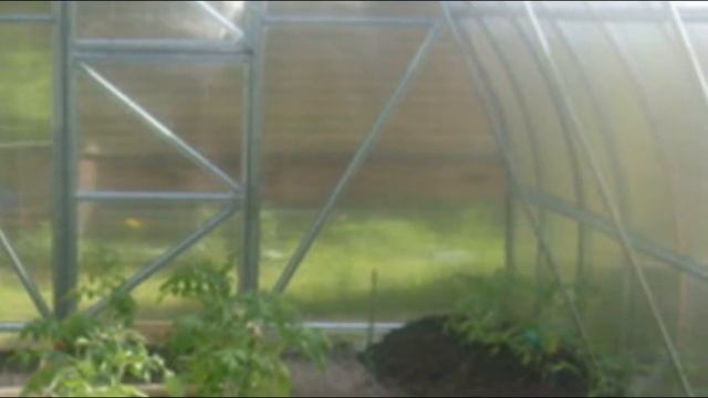 Выращивание сладких арбузов в теплице из поликарбоната смотреть онлайн