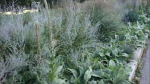 Мой прекрасный сад. Цветники из злаковых трав. The flower beds from the grasses.