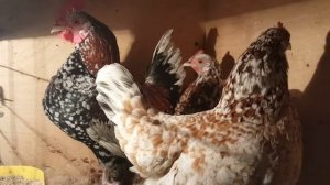 Бентамка Алтайская