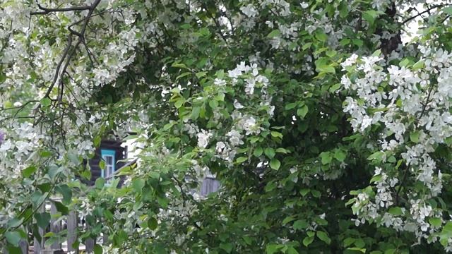 20130612110605  Яблоня в цвету и осыпаются лепестки под ветром как снег в июне.