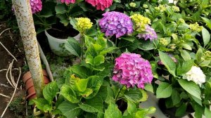 Гортензии крупнолистные  в теплице обзор сортов.