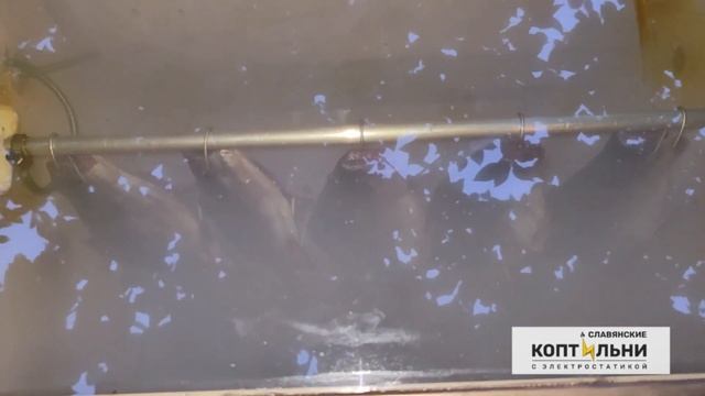 Голец Холодного Копчения за 30 минут! Электростатическое копчение!
