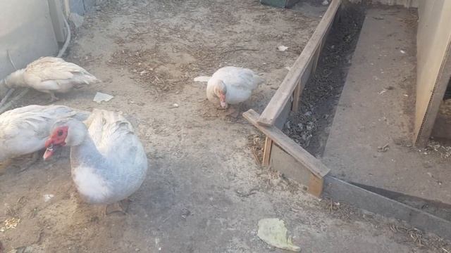 Рубрика "#Ответы_подписчикам" -Мускусные утки навалили яиц, и не садятся!! Что делать? смотреть онлайн