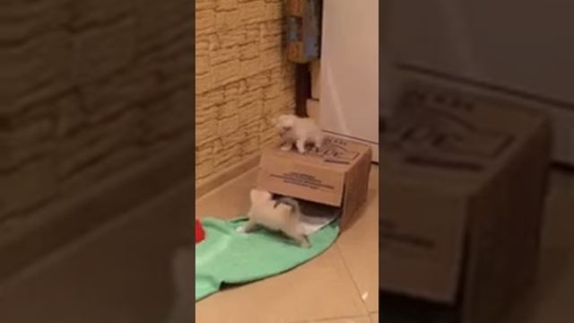 Мои маленькие котята смотреть онлайн