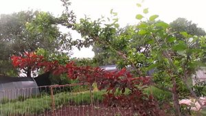 Почему осыпаются плоды на сливе. Пример на сливе и алыче.