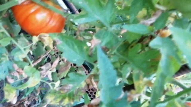 Лучший сорт томатов каждый на килограмм едим в июне смотреть онлайн