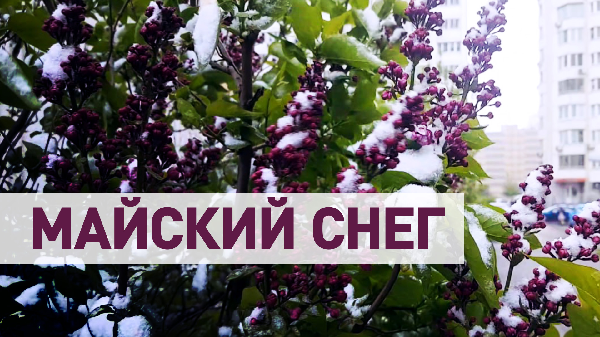 Первый майский: в Москве выпал снег