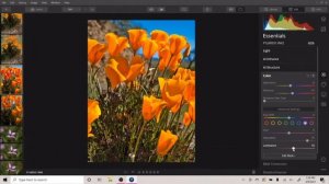 Springtime Flowers edit using Luminar 4