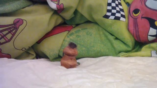 Пранк от бога Пеликена смотреть онлайн