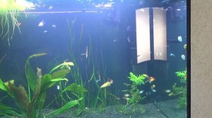 Запуск аквариума на 1000 литров