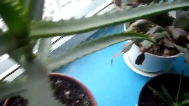 Комнатные цветы смотреть онлайн