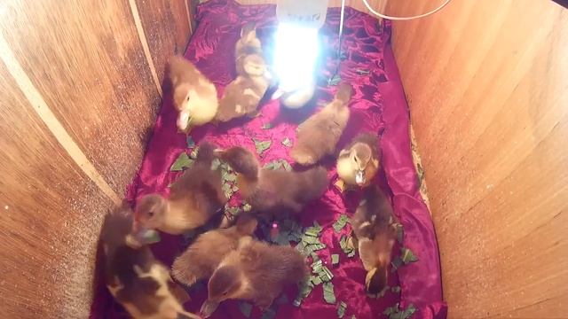 Уход за утятами мускусной утки Часть 6 Как мы выросли смотреть онлайн