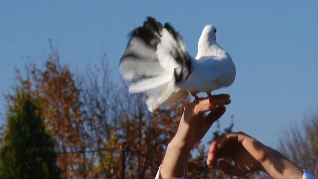 Белые крылья любви смотреть онлайн