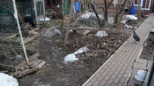 Цесарки кричат