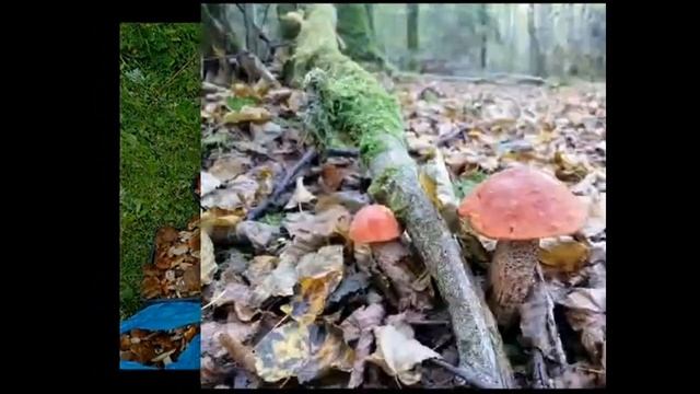 Грибные места смотреть онлайн