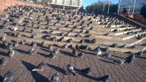 Минск универсам(Беларусь)голуби_The supermarket Minsk(Belarus)pigeons