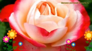 Роза чайно-гибридная Ностальжи. Краткий обзор, описание характеристик, где купить саженцы Nostalgie