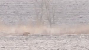Электронный манок на хищника Lucky Duck Rebel с визуальной приманкой