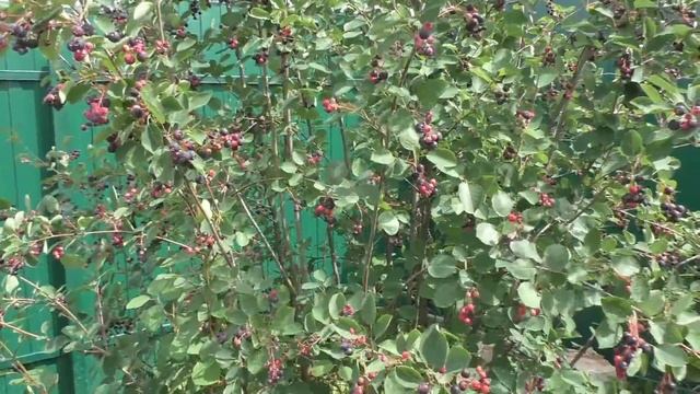 Ирга смотреть онлайн