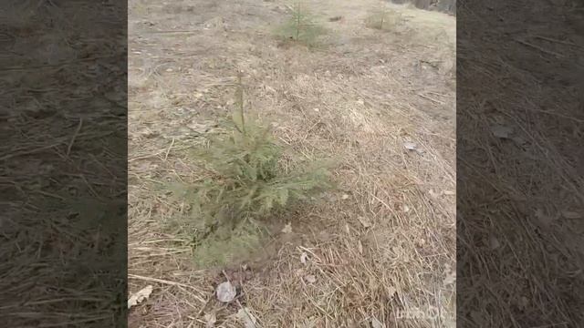О том как мы посадили небольшой еловый лес на старой лесной вырубке часть 1 смотреть онлайн