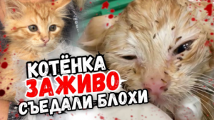 Спасение котёнка, которого заживо съедали блохи